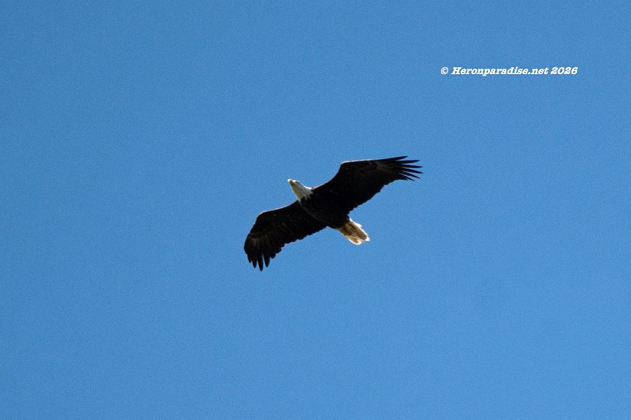 Bald Eagle