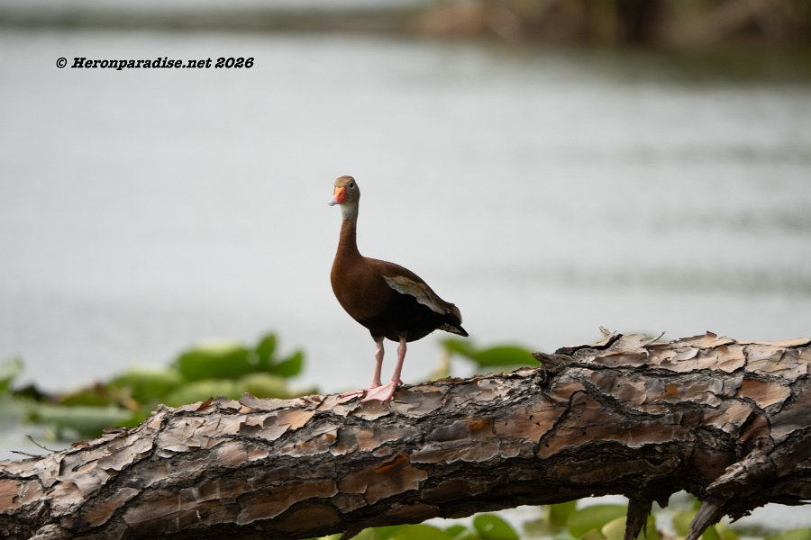 Black Bellied Whistling Duck