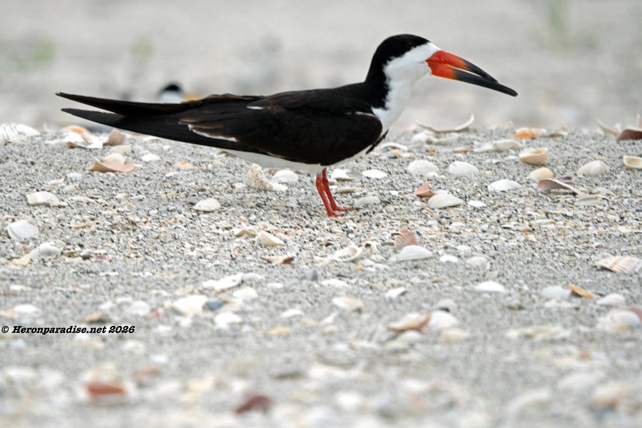 Black Skimmer