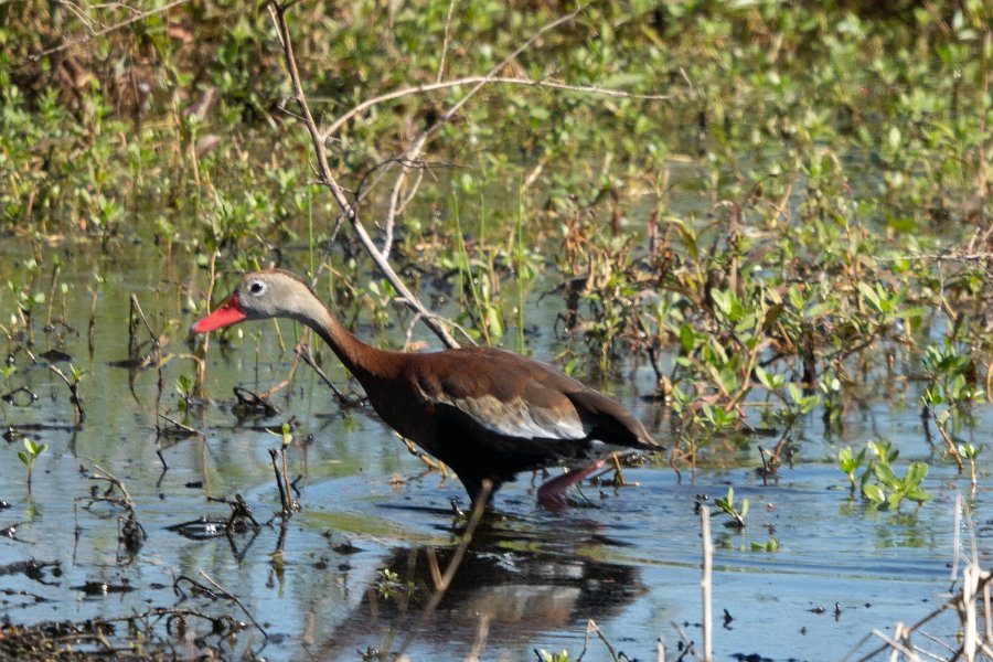 Black-bellied Whistling Duck