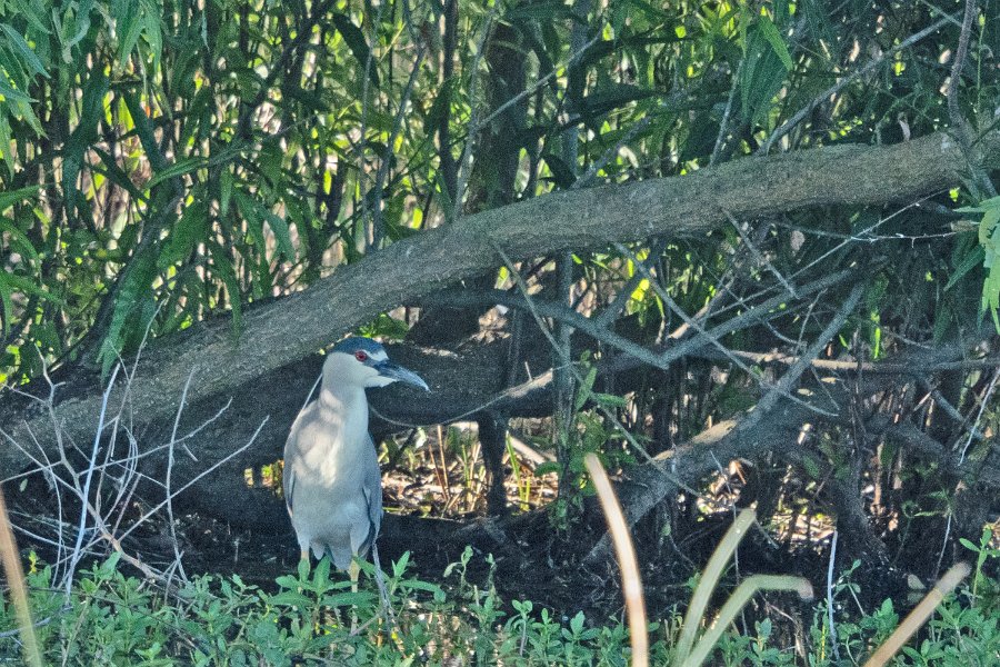 Black-crowned Night Heron