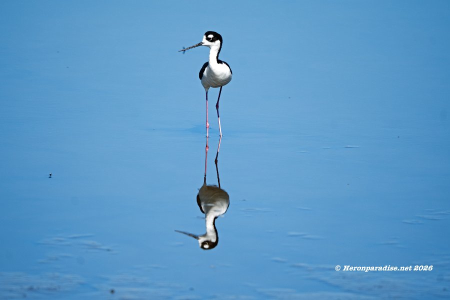 Black-neck Stilt 2