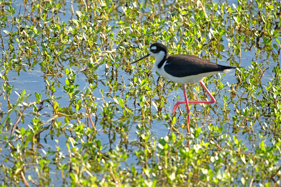 Black-necked Stilt 1