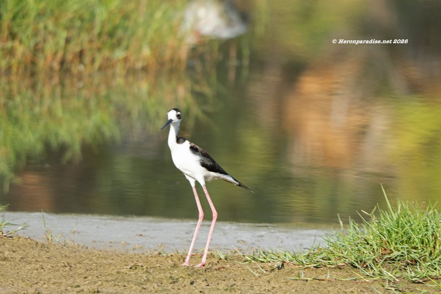 Black-necked Stilt 2