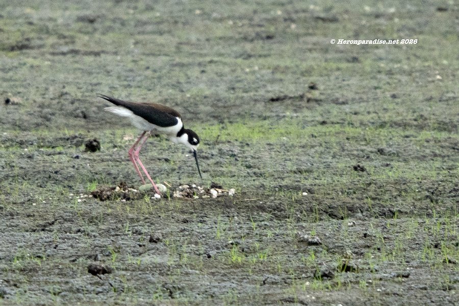 Black-necked Stilt, nest 2