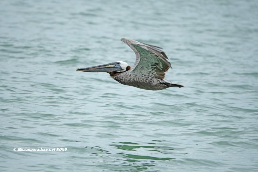 Brown Pelican