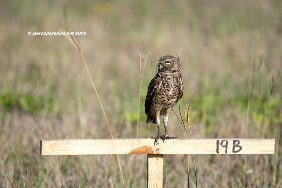 Burrowing Owl