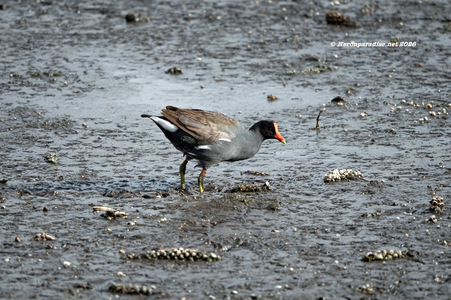 Common Gallinule