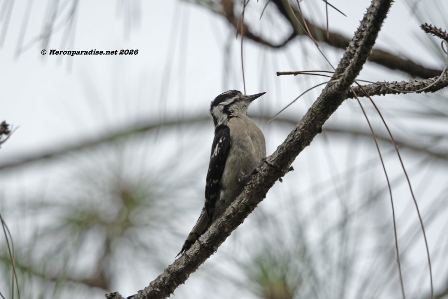 Downy Woodpecker 3