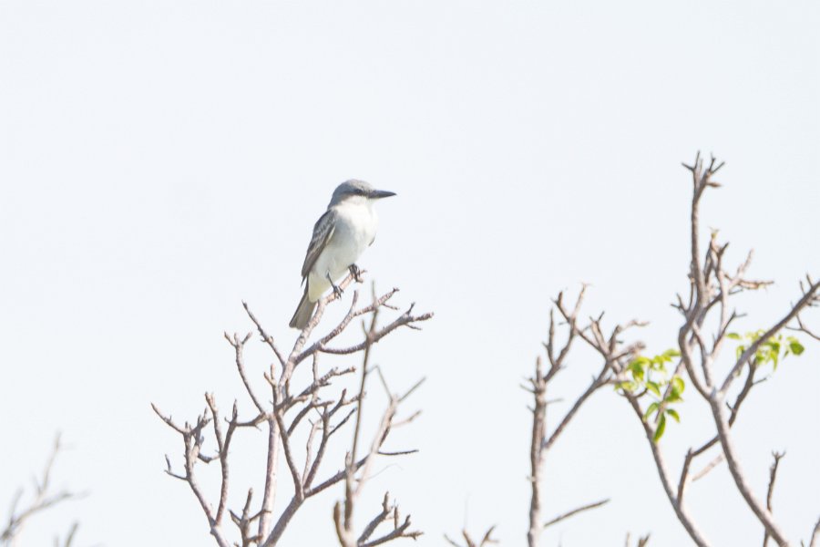 Eastern Kingbird