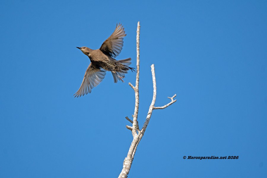European Starling, Juvenile