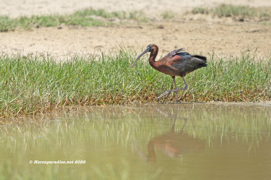 Glossy Ibis