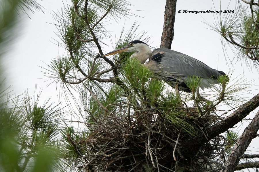Great Blue Heron, Nest 1