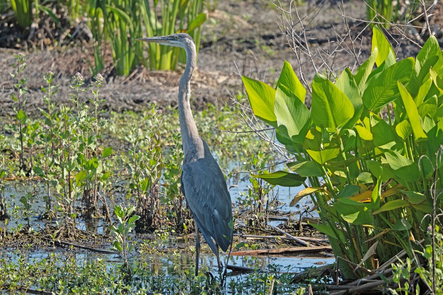 Great Blue Heron