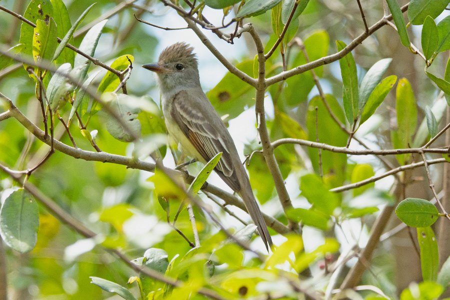 Great Crested Flycatcher 1
