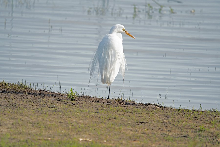 Great Egret