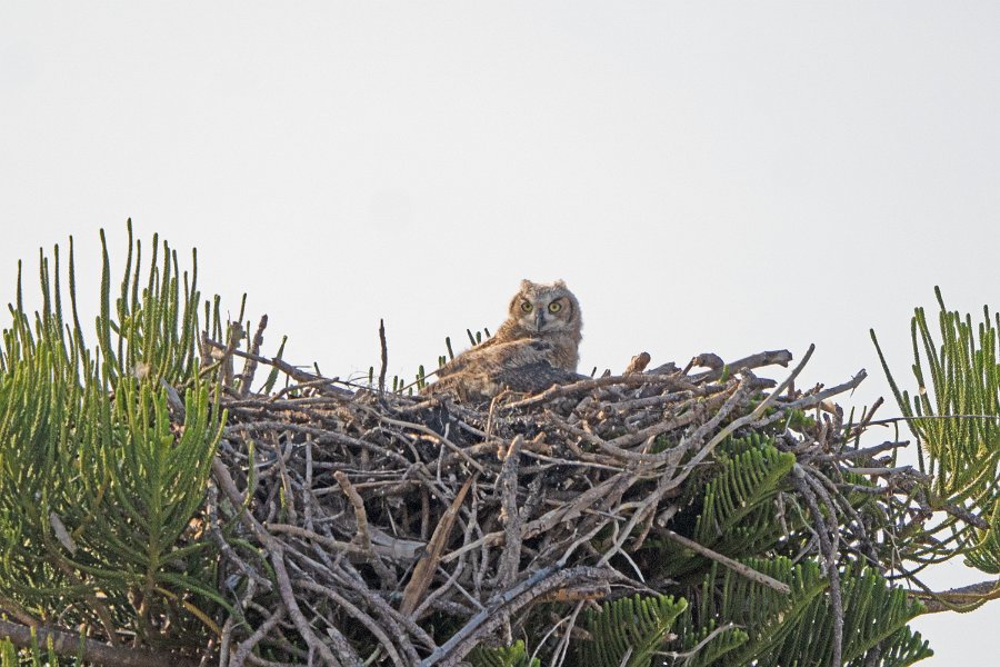 Great Horned Owl