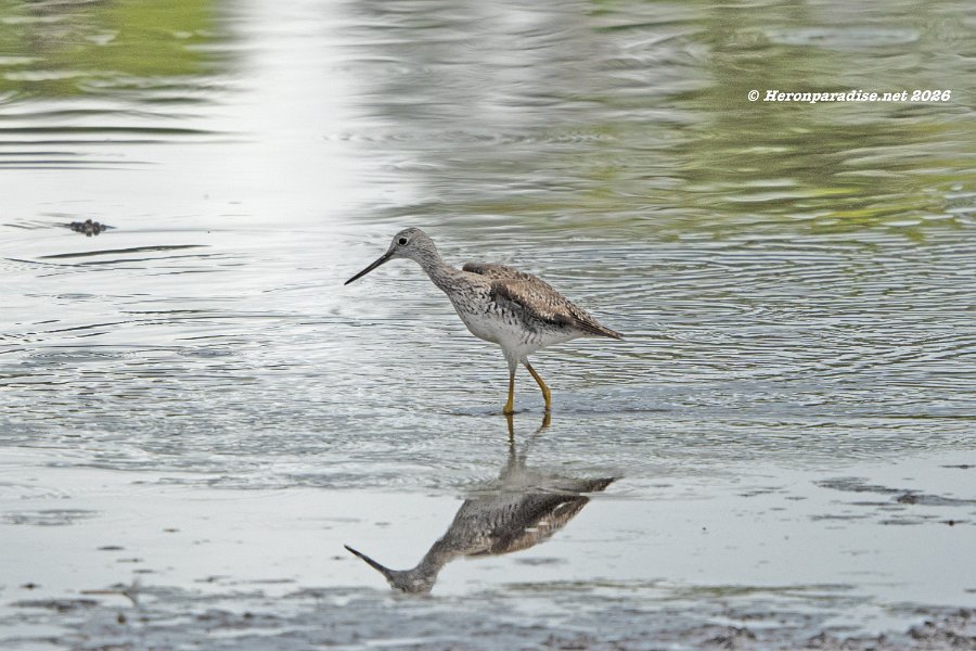 Greater Yellowlegs 3