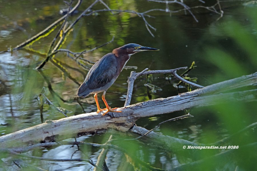 Green Heron 1