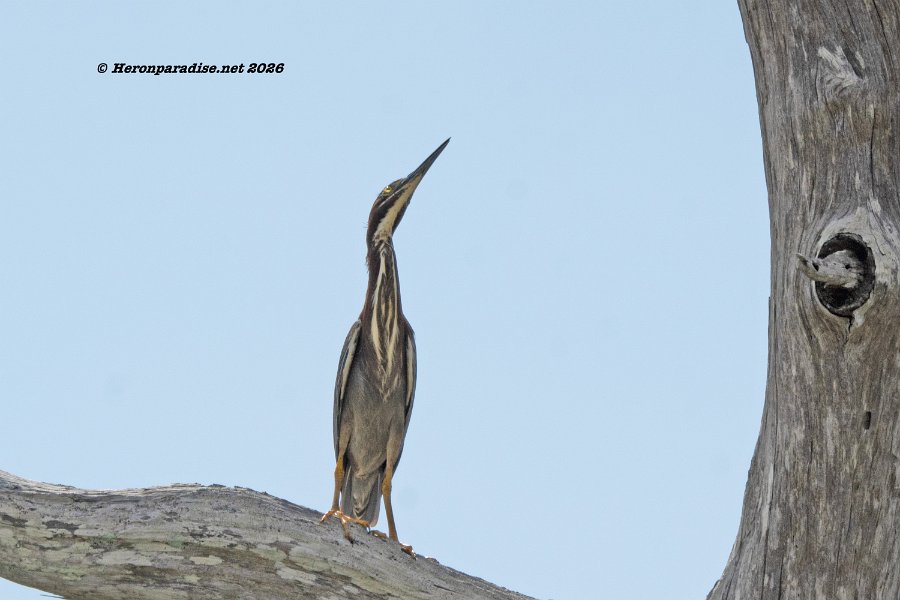 Green Heron