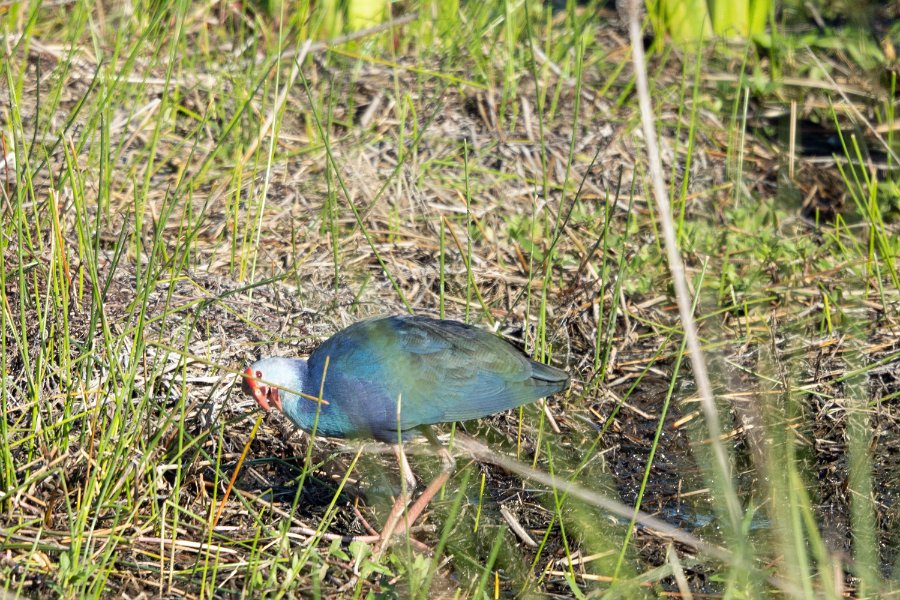 Grey-Headed Swamp Hen 1