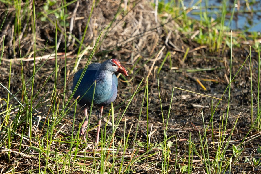 Grey-Headed Swamp Hen