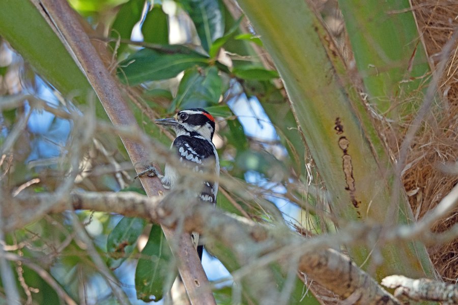 Hairy Woodpecker 1