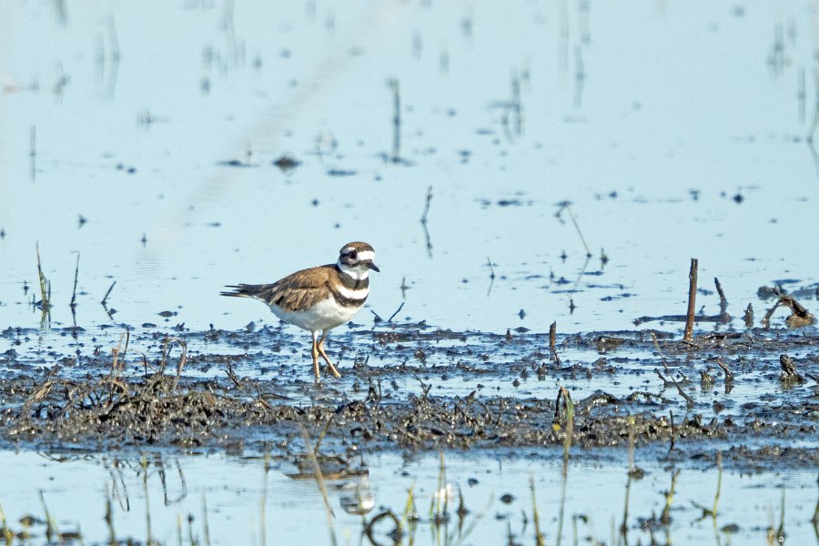 Killdeer