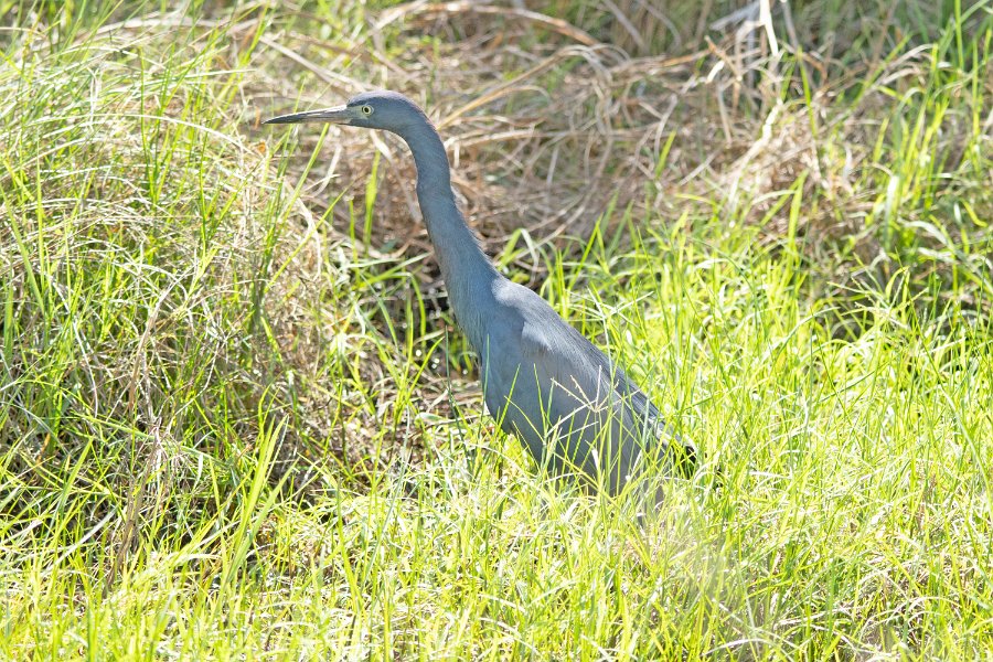 LIttle Blue Heron