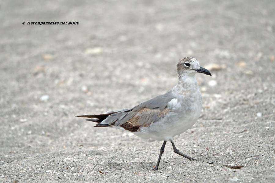 Laughing Gull 1