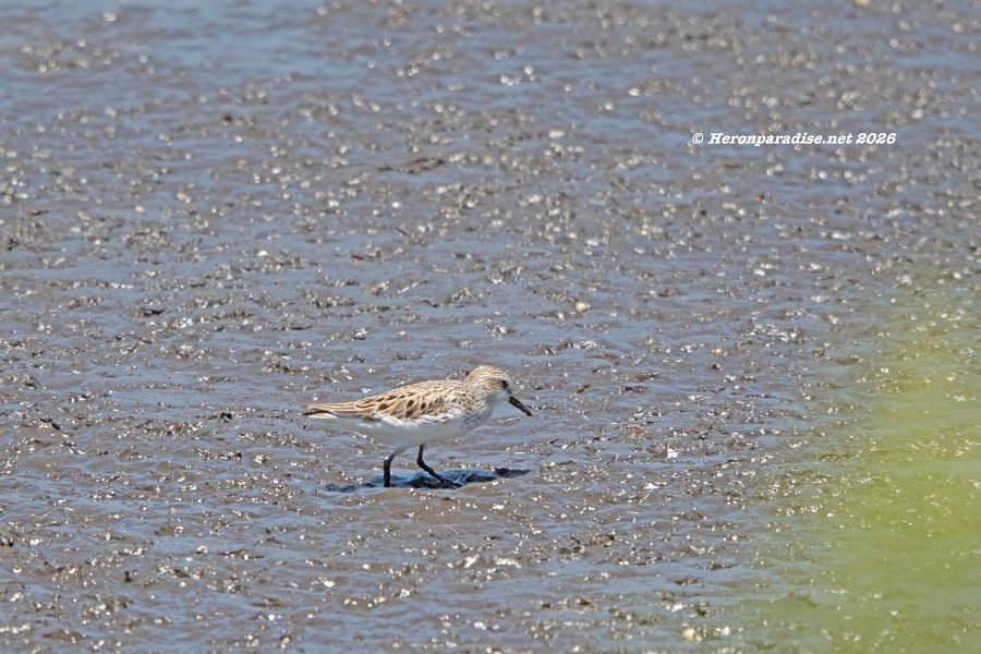 Least Sandpiper