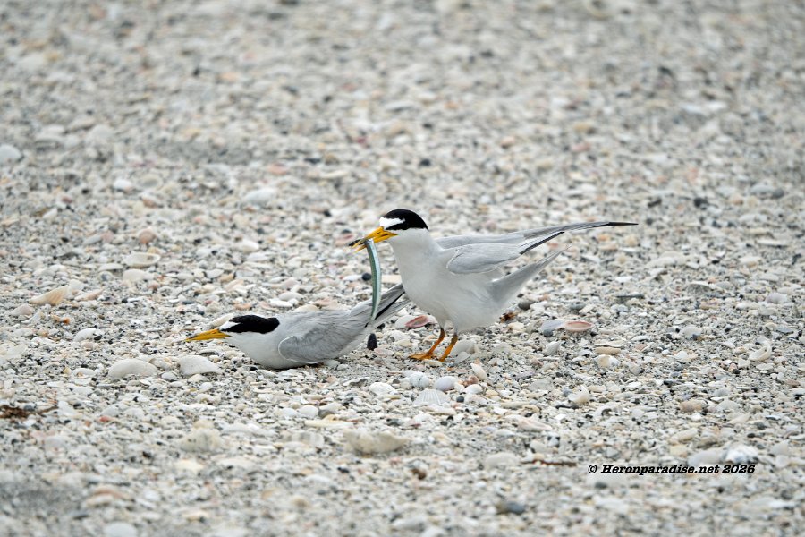 Least Tern mating 3