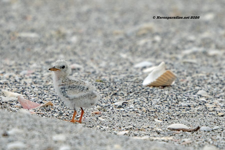 Least Tern, chick 1