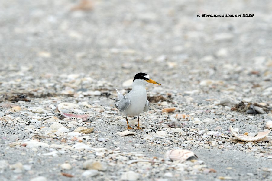 Least Tern