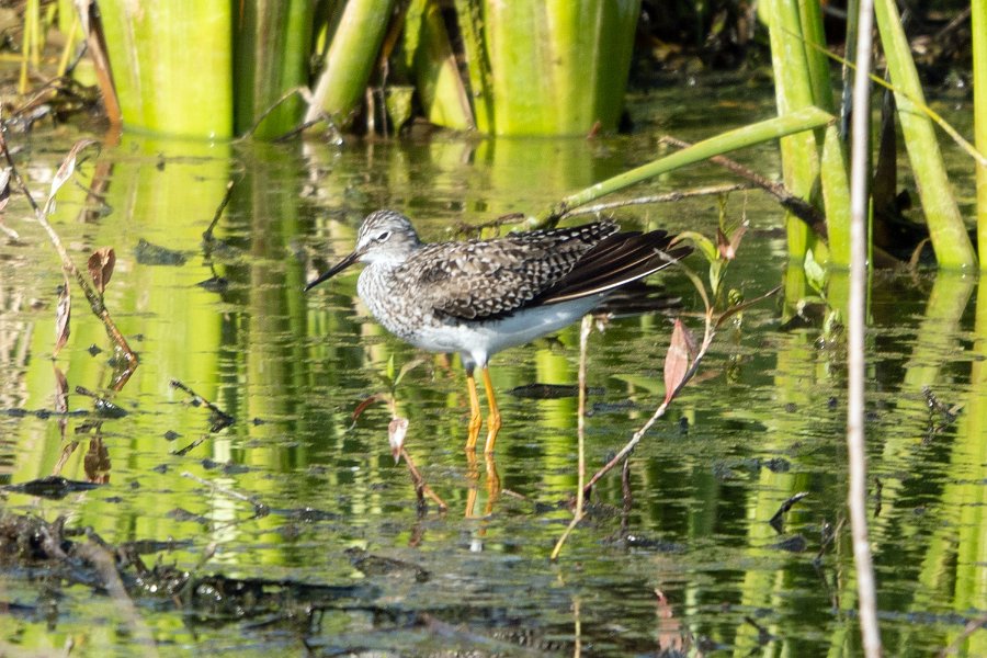Lesser Yellowlegs