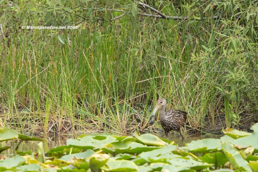 Limpkin 2
