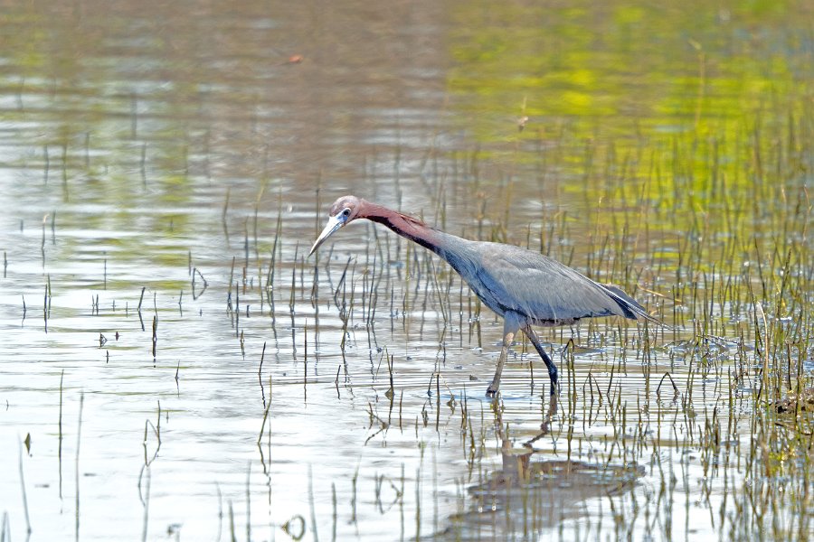 Little Blue Heron 1