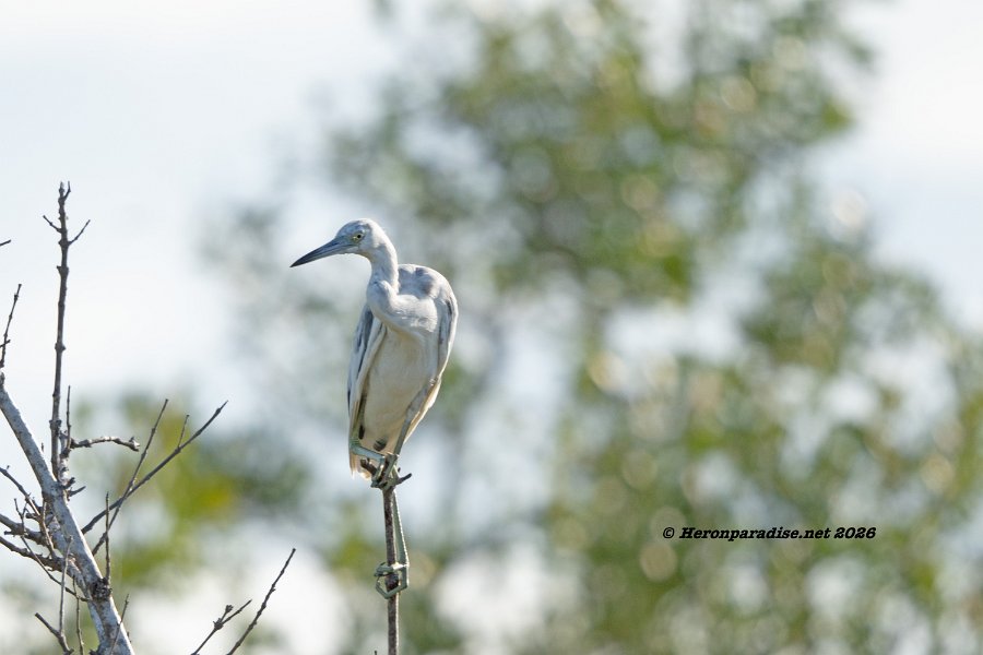 Little Blue Heron, Immature 1
