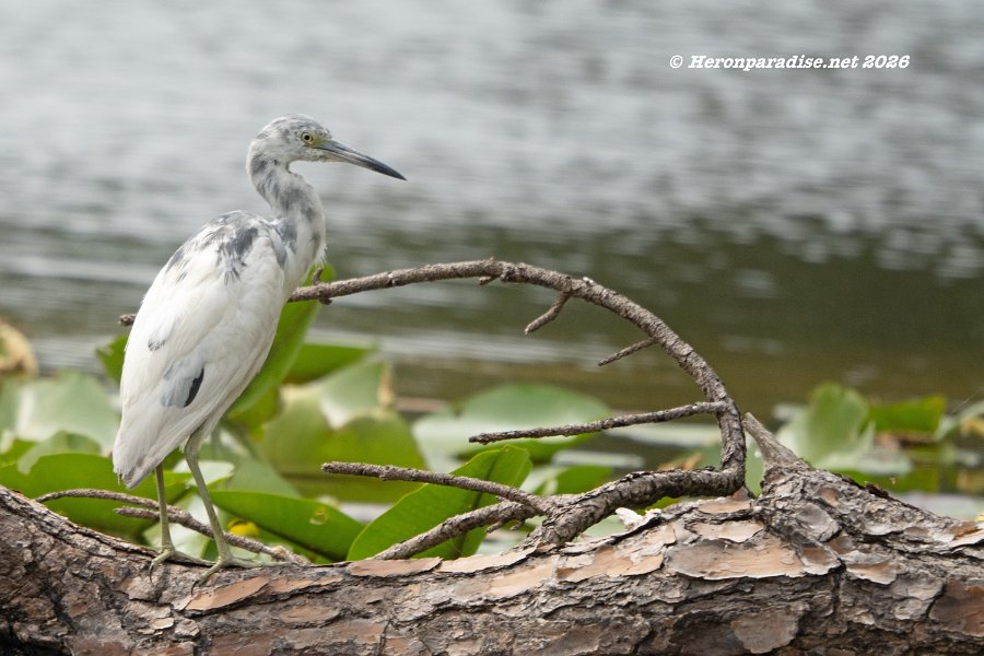 Little Blue Heron, Immature
