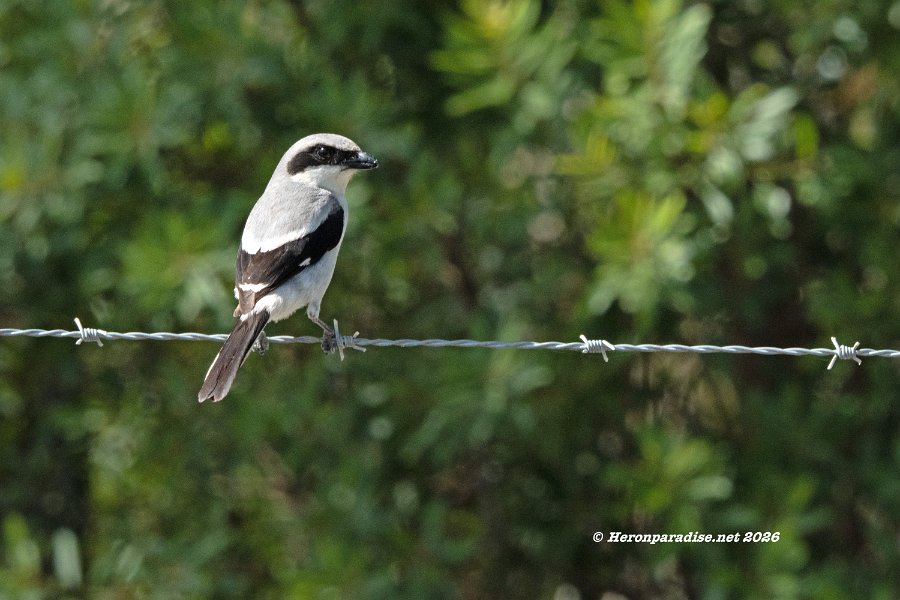 Loggerhead Shrike