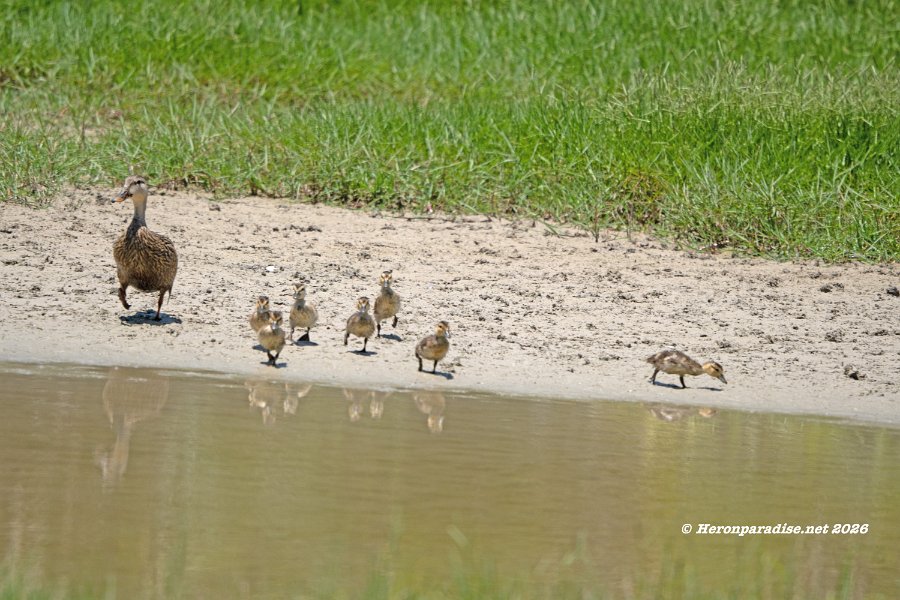 Mottled Duck and Brood 1
