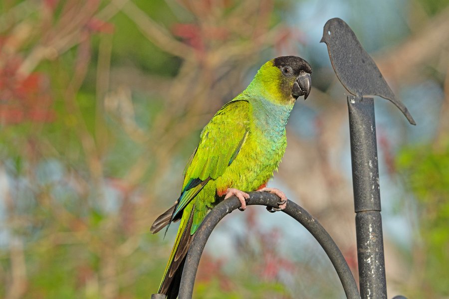 Nanday Parakeet 2