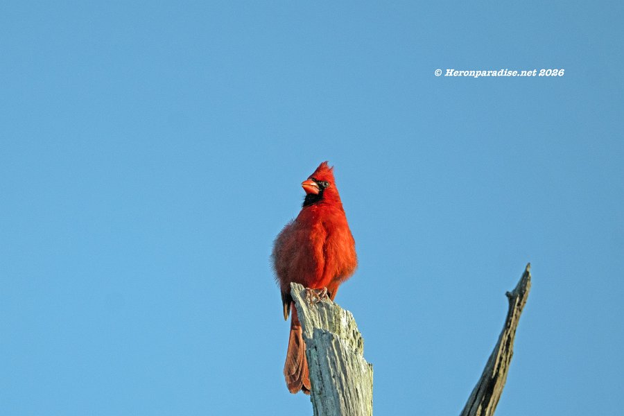 Northern Cardinal