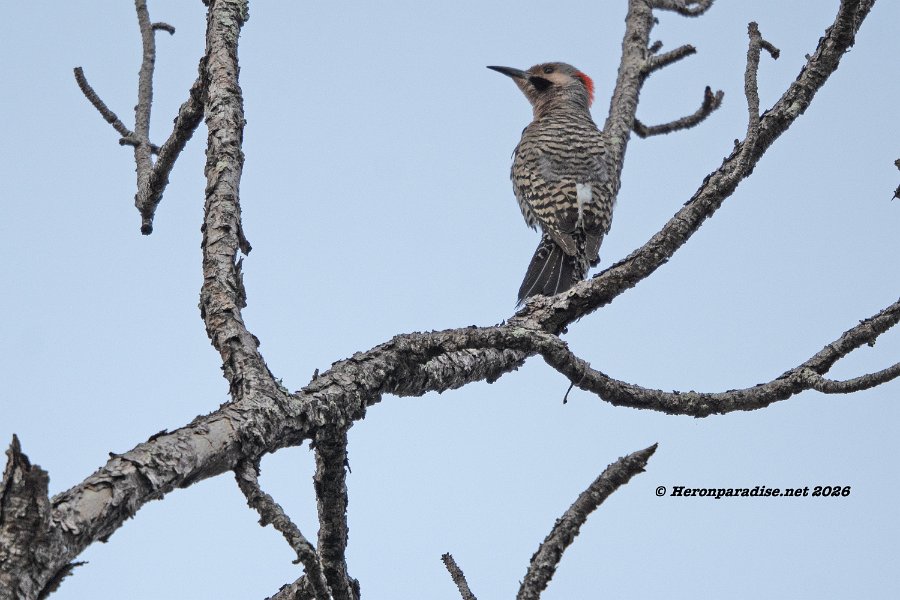 Northern Flicker