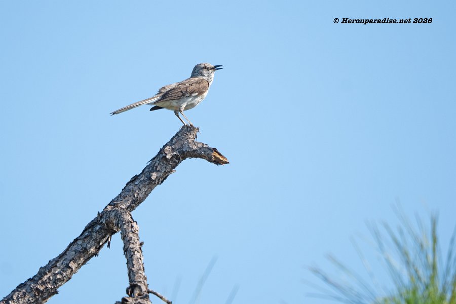 Northern Mockingbird