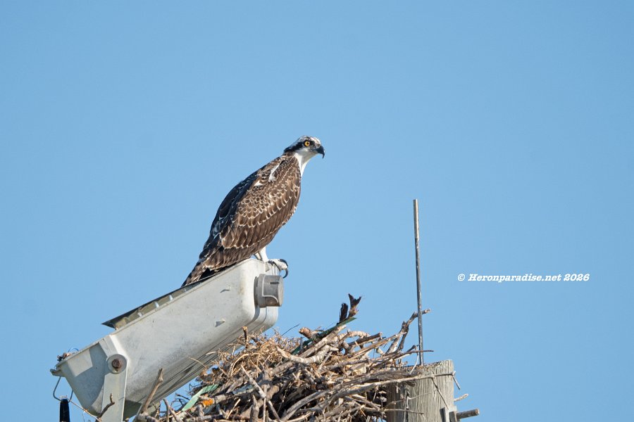 Osprey