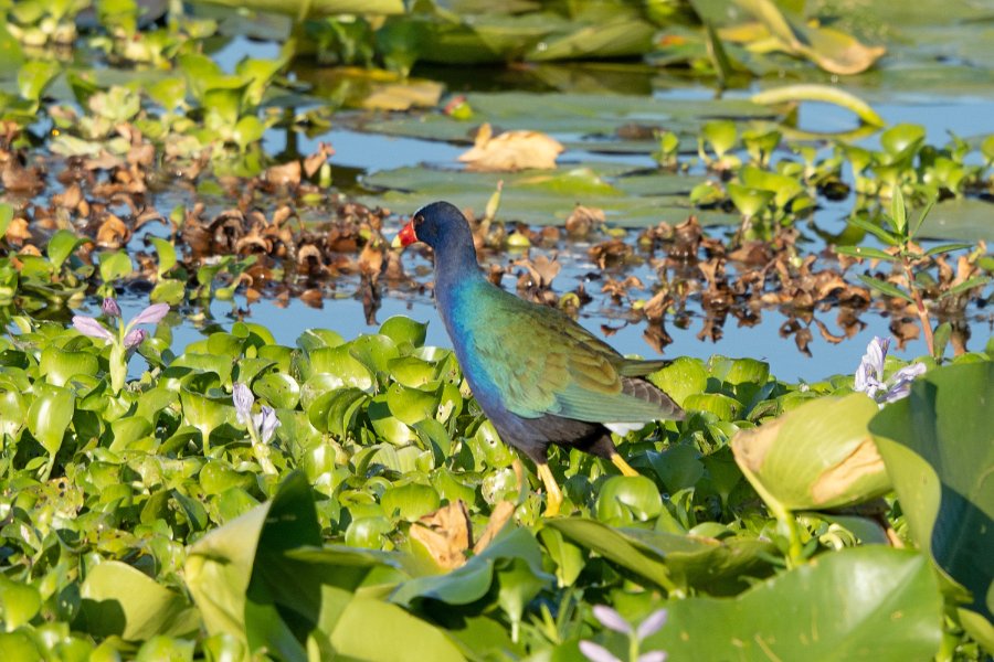 Purple Gallinule