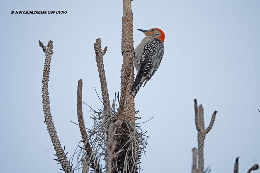 Red Bellied Woodpecker 1
