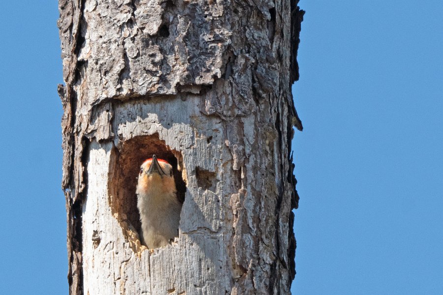 Red Bellied Woodpecker