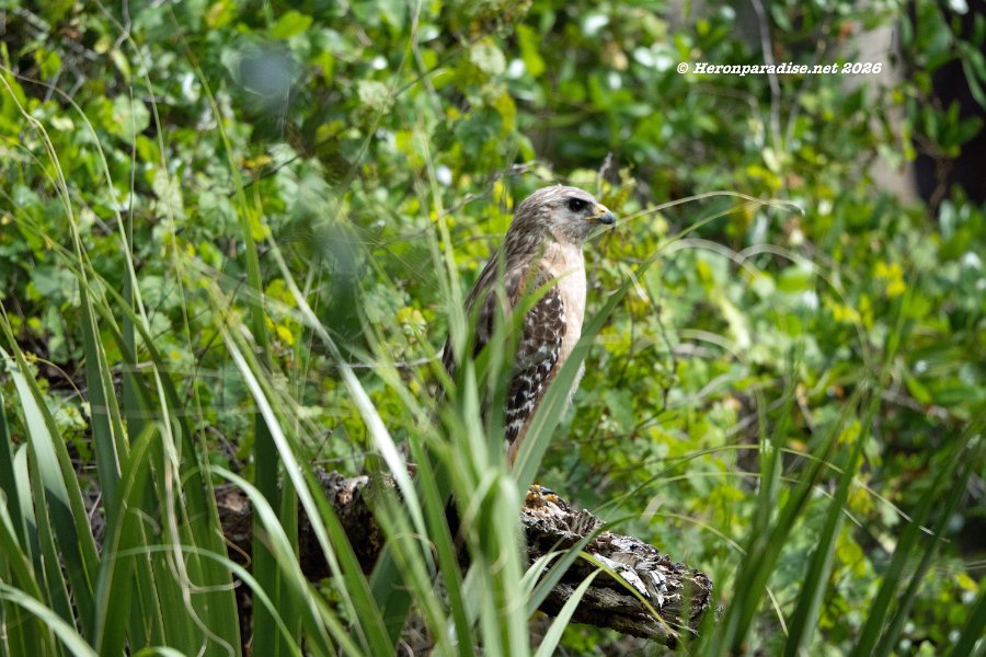 Red Shoulder Hawk